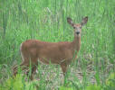 Deer on River Loop, Richard Burnford 2006