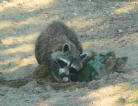 Racoon eating turtle eggs, Richard Burnford 2006