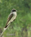 Eastern Kingbird by Jim Robertson