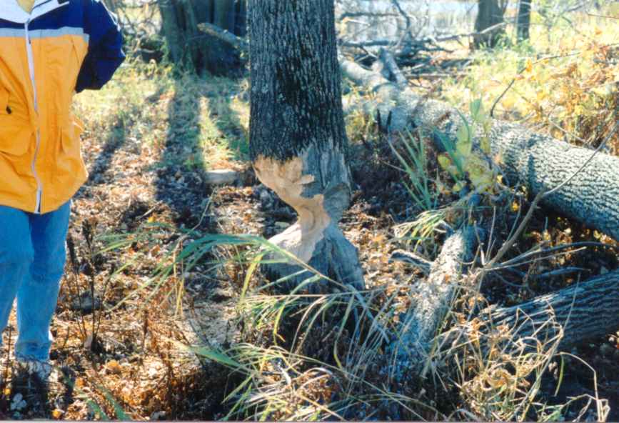 beavertree1.jpg