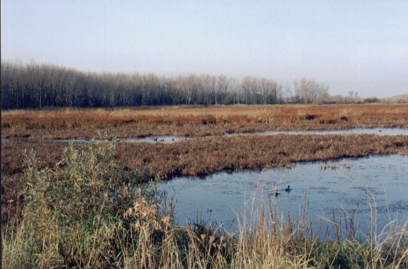 ducks2000.jpg