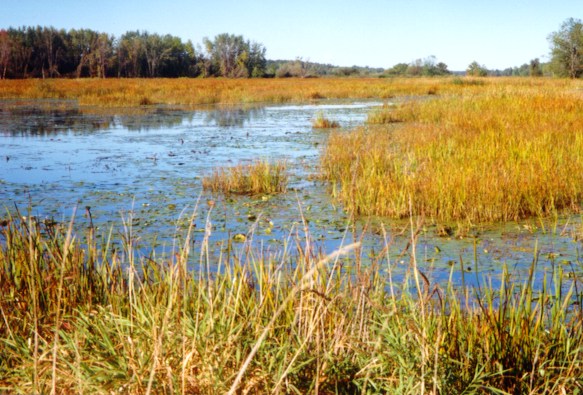 marsh1.jpg