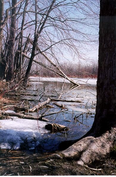 rondeau1.jpg