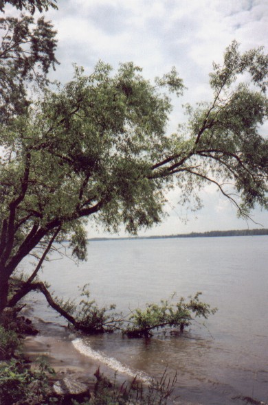 treeinwater.jpg
