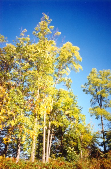 trees1.jpg