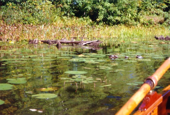 turtle1.jpg