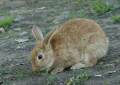 rabbitt20050608