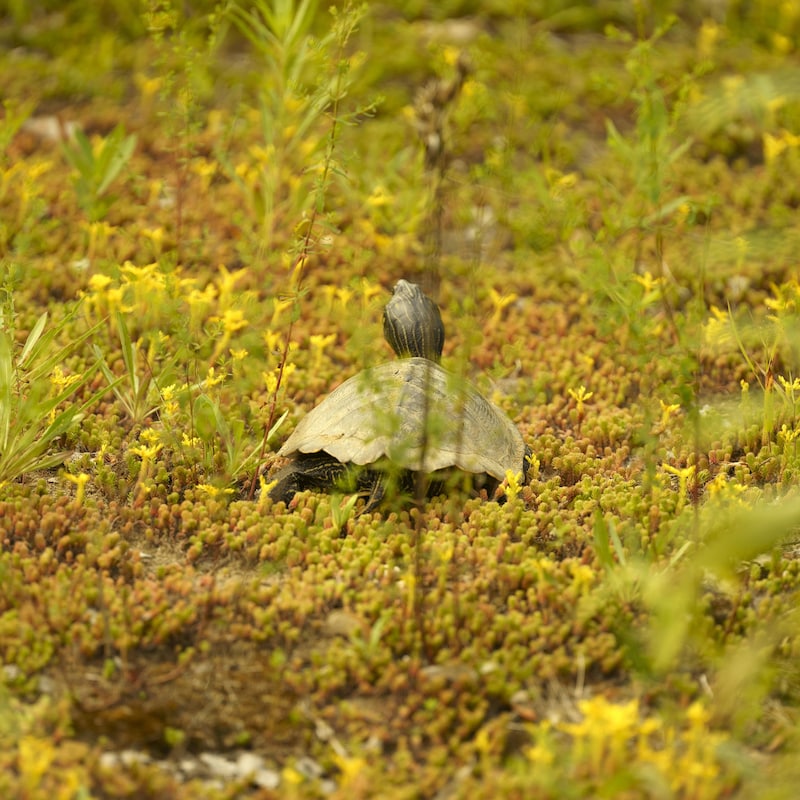 Un tortue vue de dos.