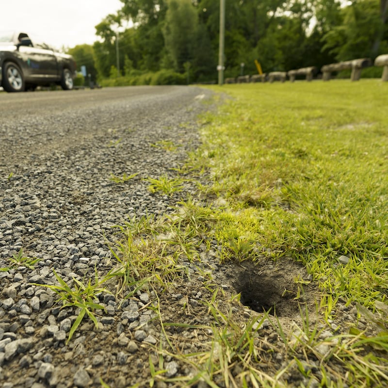 Un nid de tortue sur le bord d'une route.