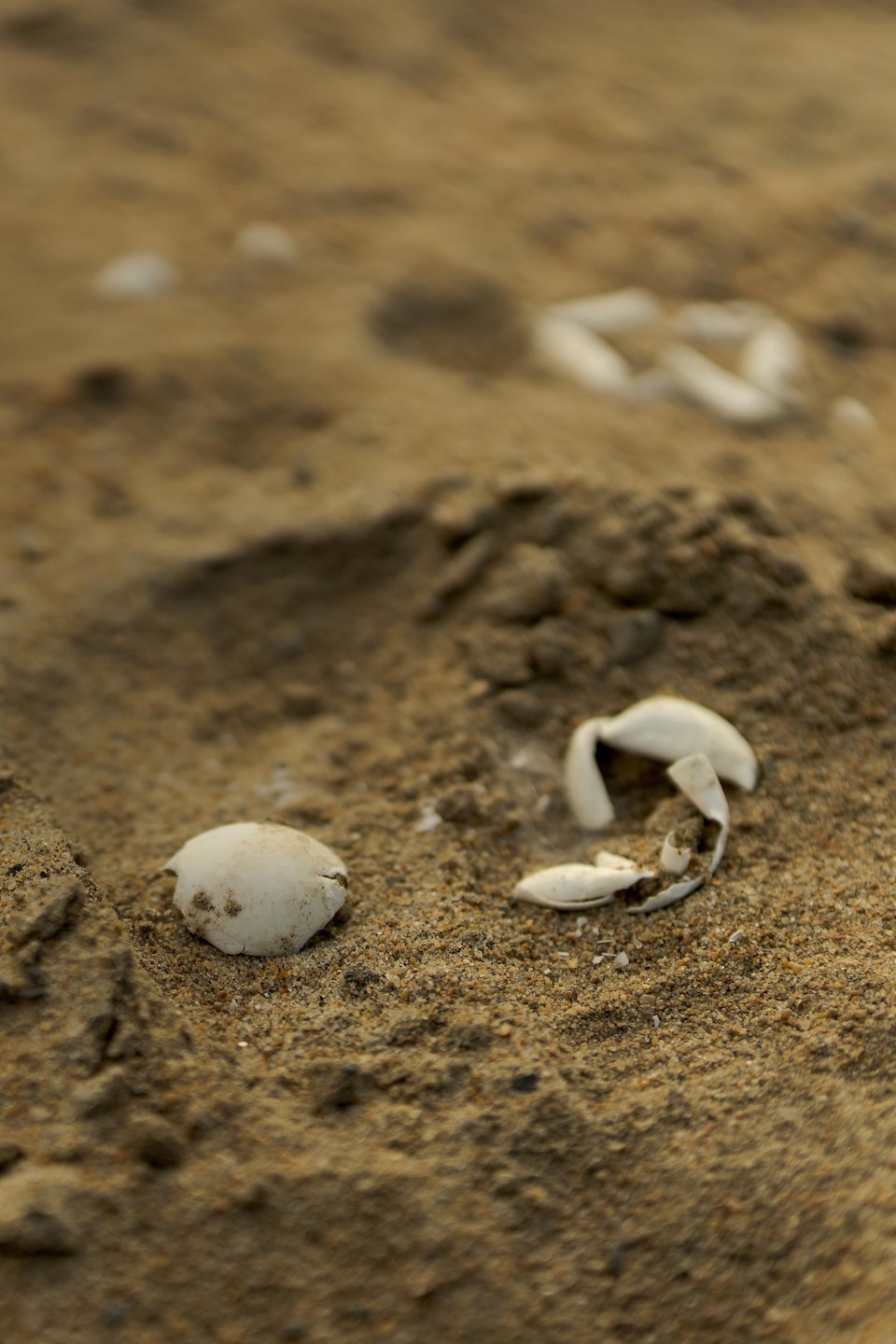 Des restes d’œufs de tortue.