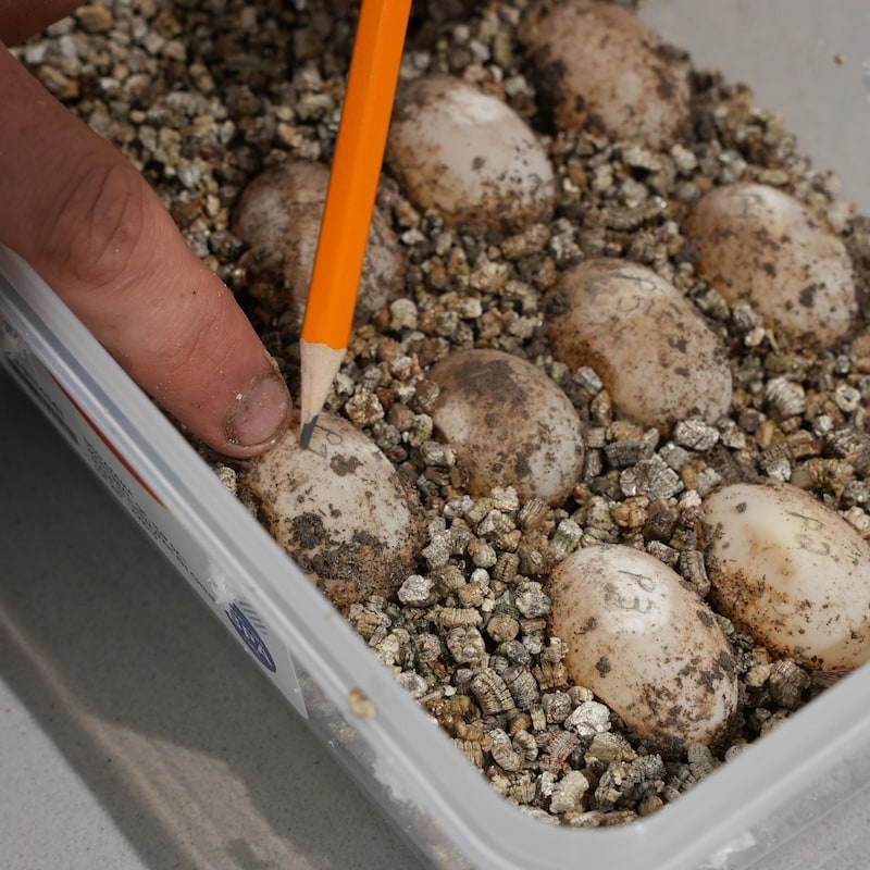 Gros plan d'une personne qui écrit des numéros sur des oeufs de tortue avec un crayon.