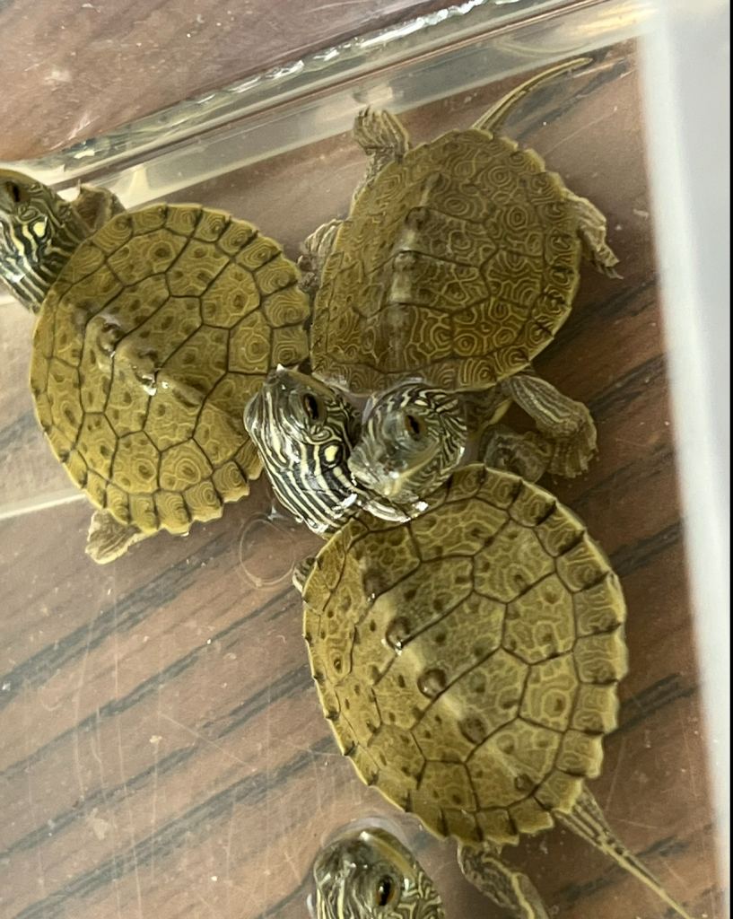 Map Turtle Hatchlings