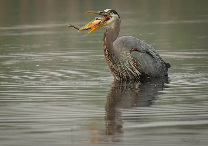 Obroni_Heron_202505